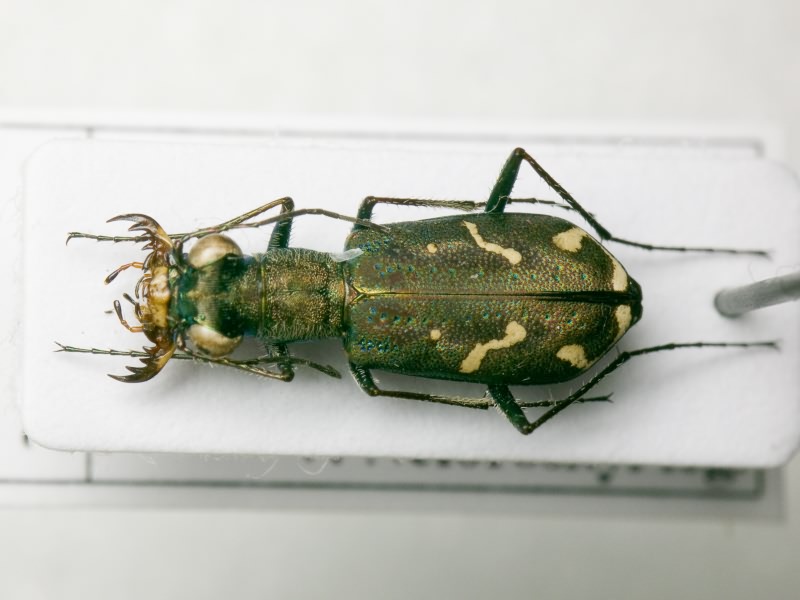 Cicindelinae